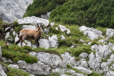 Avusturya'da grosser priel altında kayalarda vahşi chamois