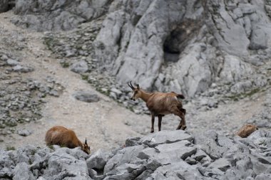 Avusturya'da grosser priel altında kayalarda vahşi chamois
