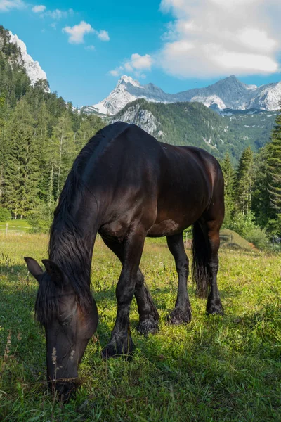 Caballo Negro Pastizal Verde —  Fotos de Stock