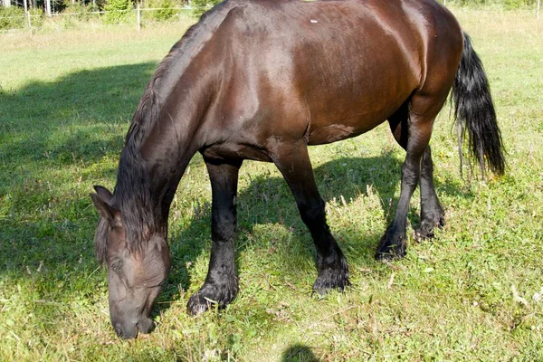 Caballo Negro Pastizal Verde —  Fotos de Stock