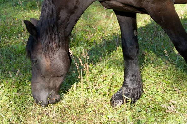 Cavalo Preto Pasto Verde — Fotografia de Stock