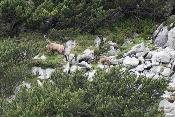 Vilda Chamois Klipporna Grosser Priel Österrike — Stockfoto