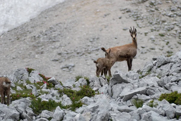 Vilda Chamois Klipporna Grosser Priel Österrike — Stockfoto