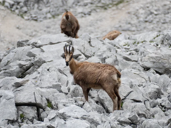 Divoké Kamzíky Skalách Pod Grosser Priel Rakousku — Stock fotografie