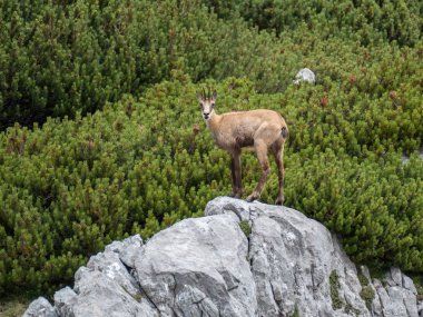 doğada vahşi utangaç dağ keçisi