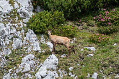 doğada vahşi utangaç dağ keçisi
