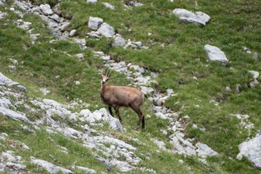doğada vahşi utangaç dağ keçisi