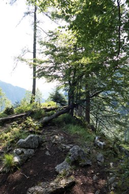 Avustralya 'daki George dağlarındaki dağ ormanları.
