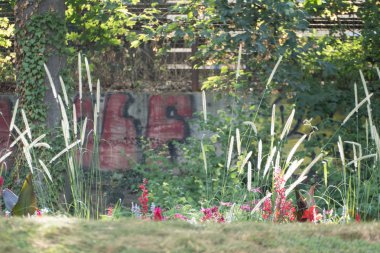 bir parkta bir güneş ışığı içinde bir bitki