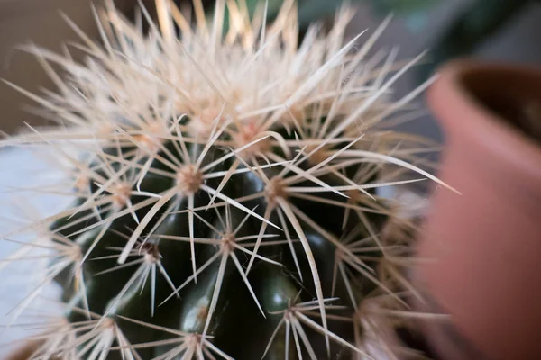 Een Nauwe Detail Van Een Cactus Huis Fabriek — Stockfoto