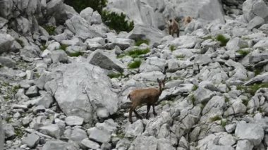 Gebirge dağ manzarası ile chamois totes