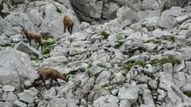 Gebirge dağ manzarası ile chamois totes