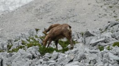 dağ keçisi doğada