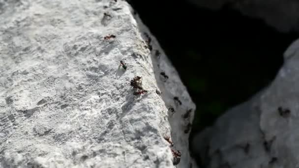 Formigas Que Correm Sobre Uma Rocha Limostona — Vídeo de Stock