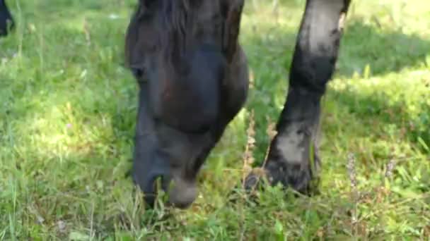 Een Zwart Paard Eten Gras — Stockvideo