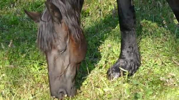 Cavalo Preto Comendo Grama — Vídeo de Stock