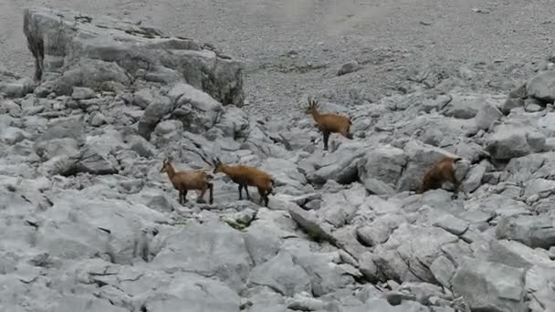 Gämsen Der Berglandschaft — Stockvideo