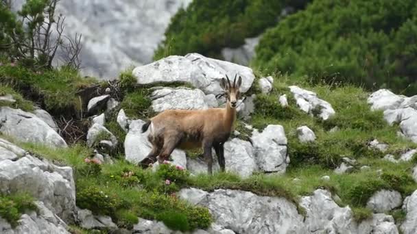 Gämsen Der Berglandschaft — Stockvideo