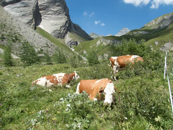 Detalle Una Vaca Prado Alpino — Foto de Stock