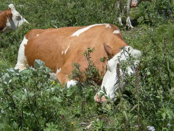 Деталь Коровы Альпийском Лугу — стоковое фото
