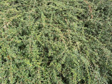 agreen bush doku yakın bir detay