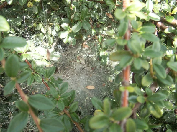 緑のブッシュにクモの巣の詳細 — ストック写真