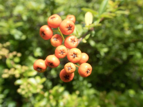 Nära Detalj Höst Orange Bär — Stockfoto