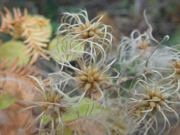 Ein Detail Eines Astes Einer Pflanze Herbst — Stockfoto