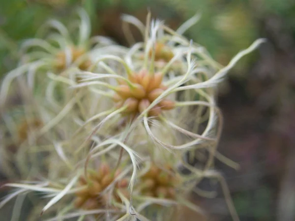 Sonbaharda Bir Bitkinin Bir Şubesinin Yakın Bir Detay — Stok fotoğraf