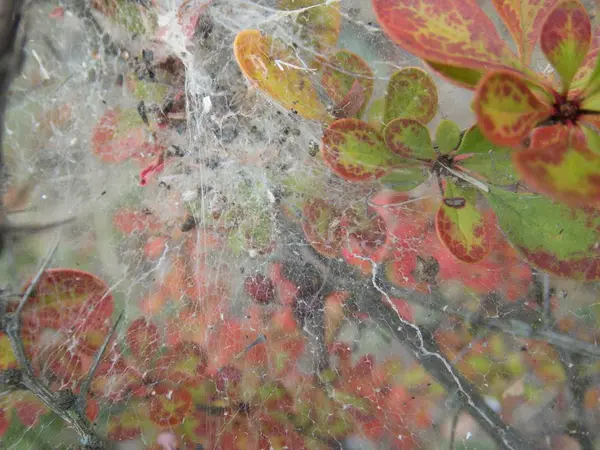 Détail Étroit Une Toile Araignée Sur Une Plante — Photo