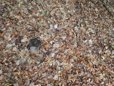 sonbahar sezonu yere düşen yapraklar ve taşlar ile orman