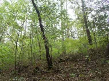 güzel doğada Prag'da divoka sarka