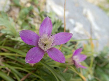aviolet alp çiçek yakın bir detay