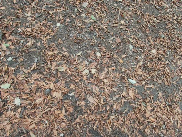 Höstsäsongen Skog Marken Med Nedfallna Löv Och Stenar — Stockfoto