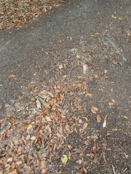 Höstsäsongen Skog Marken Med Nedfallna Löv Och Stenar — Stockfoto