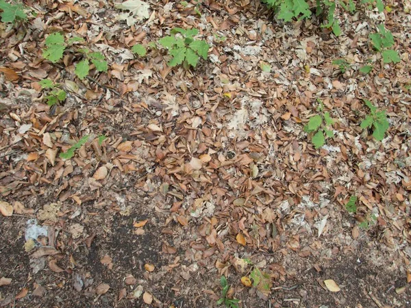 sonbahar sezonu yere düşen yapraklar ve taşlar ile orman