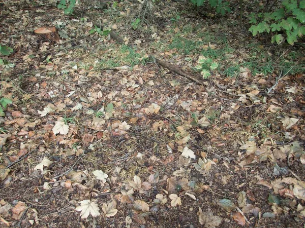 sonbahar sezonu yere düşen yapraklar ve taşlar ile orman