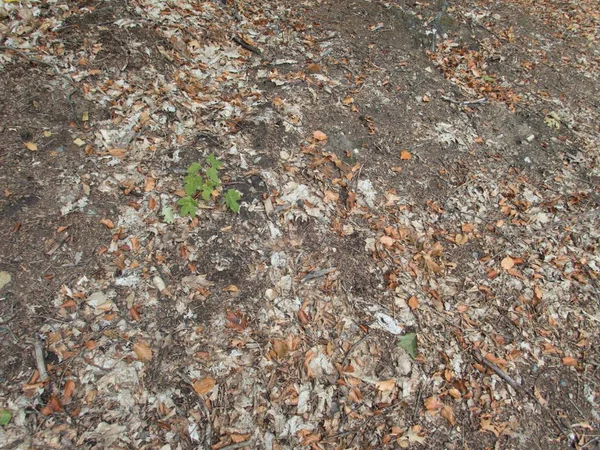 sonbahar sezonu yere düşen yapraklar ve taşlar ile orman