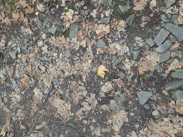Outono Temporada Floresta Chão Com Folhas Caídas Pedras — Fotografia de Stock
