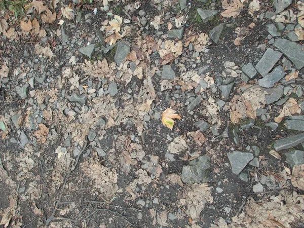 Höstsäsongen Skog Marken Med Nedfallna Löv Och Stenar — Stockfoto