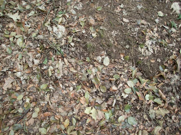 Automne Sol Forestier Avec Des Feuilles Des Pierres Tombées — Photo