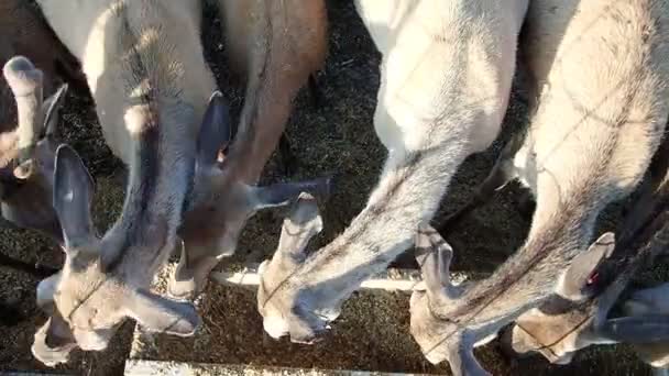 Domestizierte Hirsche Fressen Einem Bauernhof — Stockvideo