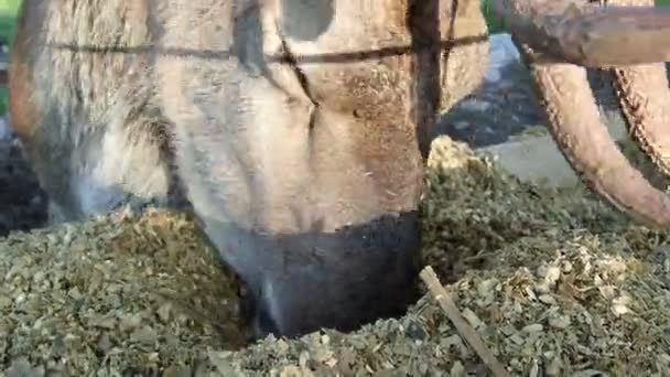 Domestizierte Hirsche Fressen Einem Bauernhof — Stockvideo