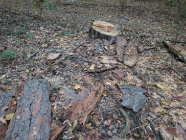 ormanda bir kesim ağacının geri kalanı