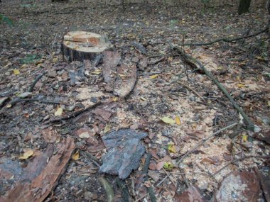 ormanda bir kesim ağacının geri kalanı