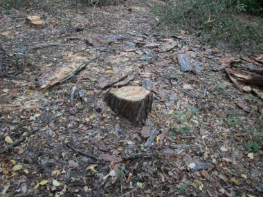 ormanda bir kesim ağacının geri kalanı