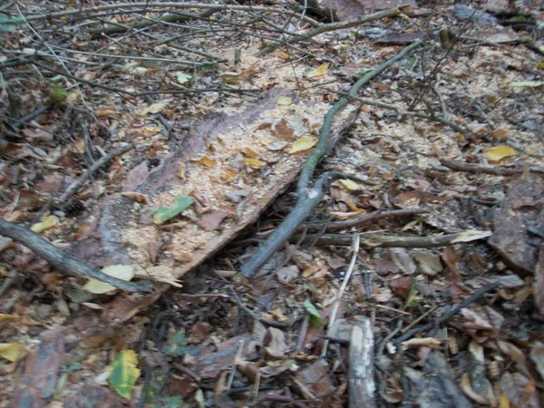 Ett Snitt Träd Skog — Stockfoto