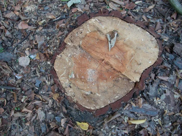 Reste Arbre Coupé Dans Une Forêt — Photo