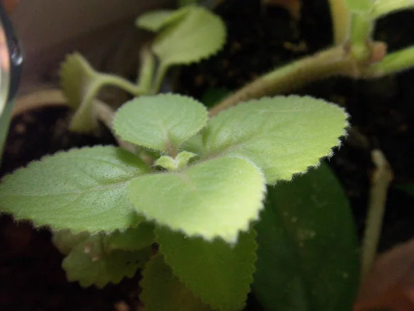 Тесная Макродеталь Листьев Растения Plectranthus Argentatus — стоковое фото