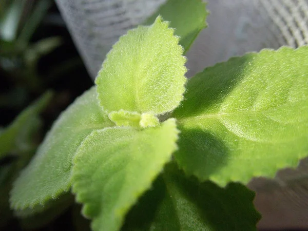 Plectranthus Argentatus Növény Levelei Közeli Makro Részlete — Stock Fotó